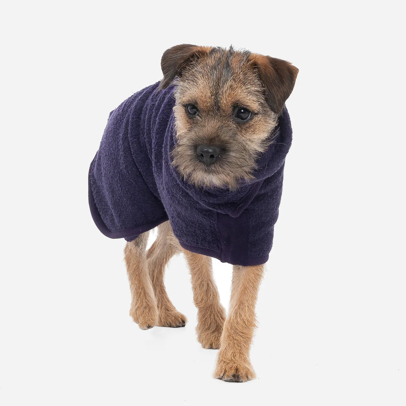 Dog drying coat Blackberry